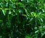 FUSHIMI Japanese Sweet PEPPER Seeds (Capsicum annuum,) Asian Vegetable - Caribbeangardenseed