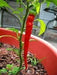 Cayenne Long Red Thin, Pepper SEEDS , Capsicum Annum, - Caribbeangardenseed