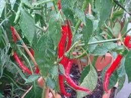 Cayenne Long Red Thin, Pepper SEEDS , Capsicum Annum, - Caribbeangardenseed