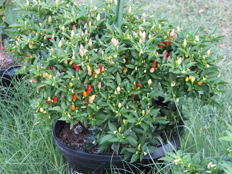 Little Elf Hot Pepper SEEDS ( Capsicum annuum ) - Caribbeangardenseed