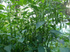 Vietnamese CHILI Pepper SEEDS ( capsicum frutescens) - Caribbeangardenseed