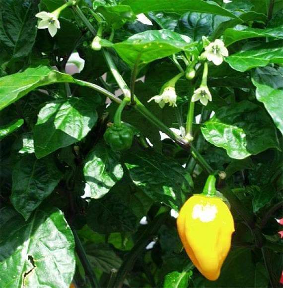 Grenada Seasoning Pepper,(Live Plant) Capsicum chinense - Caribbeangardenseed