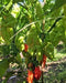 Live Plant- Trinidad Pimento Pepper a.k.a. Caribbean Seasoning Pepper - Caribbeangardenseed