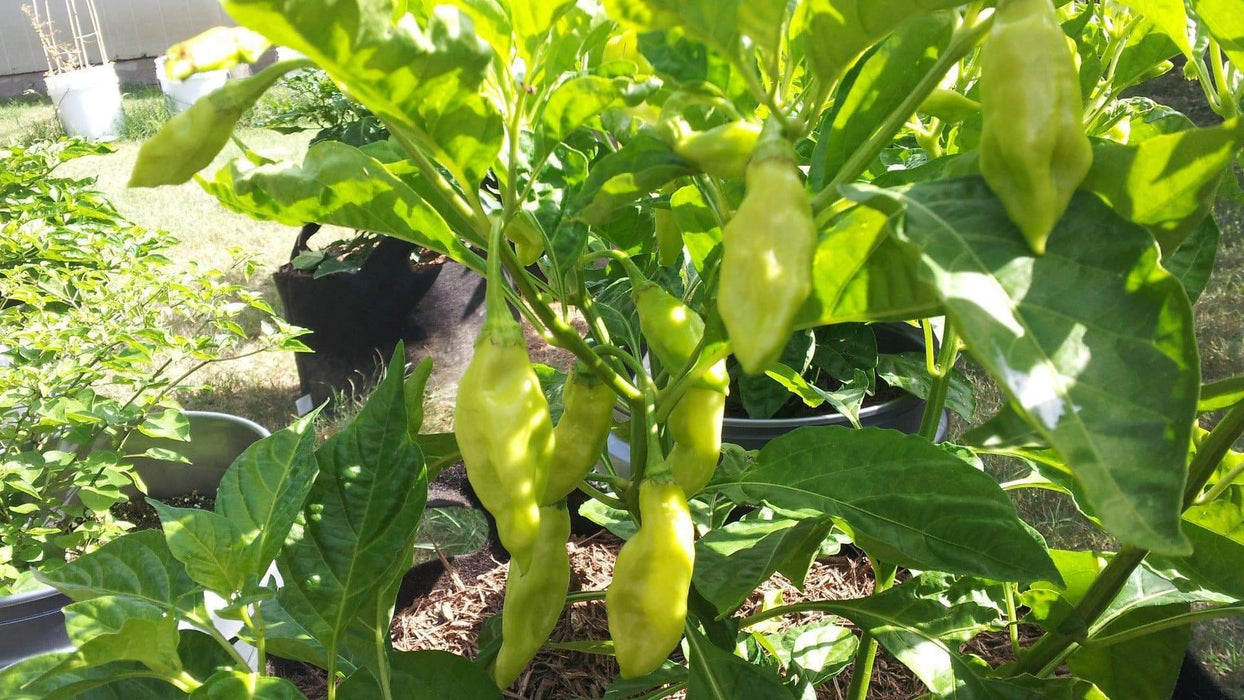 Live Plant- Trinidad Pimento Pepper a.k.a. Caribbean Seasoning Pepper - Caribbeangardenseed