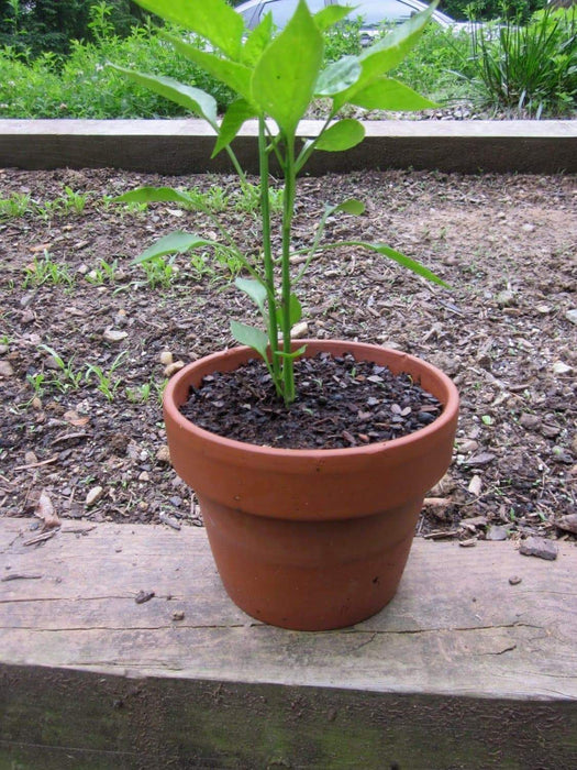Pepper, Miniature Chocolate Bell - Capsicum annuum , Organically Grown - Caribbeangardenseed