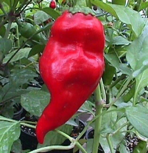 Monkey face Red, pepper - Caribbeangardenseed