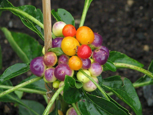 Nosegay pepper (Capsicum: Annuum ) Edible ,Ornamental, Pretty - Caribbeangardenseed