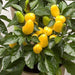Pepper- Ornamental-Cubana Multicolor ,Edible Christmas Pepper ~25 Seeds - Caribbeangardenseed
