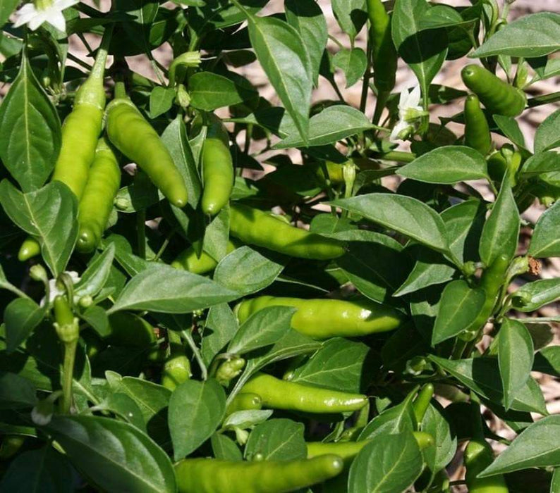 Rooster Spur , PEPPER SEEDS (Capsicum annuum) HOT - Caribbeangardenseed