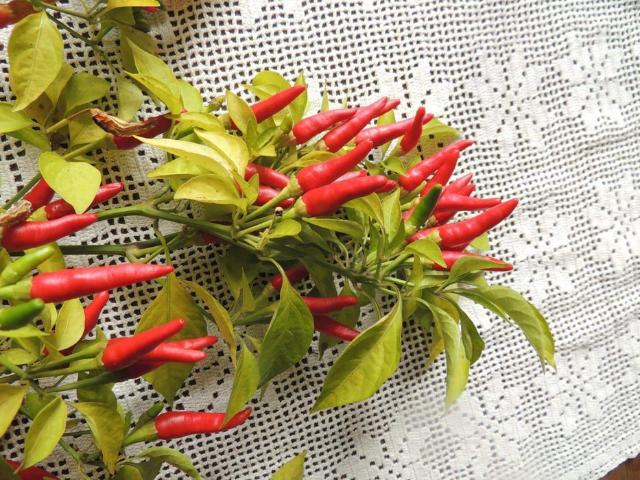 Rooster Spur , PEPPER SEEDS (Capsicum annuum) HOT - Caribbeangardenseed