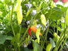 Aji Cristal,Pepper Seeds, (Capsicum baccatum) from Curico Chile - Caribbeangardenseed