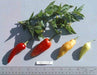 Aji Cristal,Pepper Seeds, (Capsicum baccatum) from Curico Chile - Caribbeangardenseed