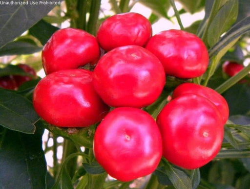 Ammazzo Pepper Seeds (Capsicum: Annuum ) -Edible, Ornamental, - Caribbeangardenseed