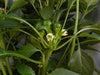 Ammazzo Pepper Seeds (Capsicum: Annuum ) -Edible, Ornamental, - Caribbeangardenseed