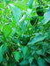 ANCHO POBLANO CHILE, (Capsicum annuum) - Caribbeangardenseed