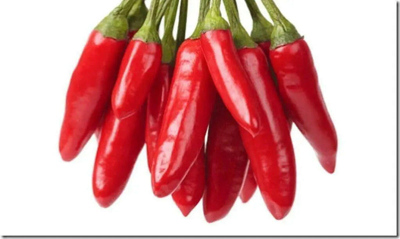 APACHE PEPPER SEED, Capsicum annuum, HOT - Caribbeangardenseed