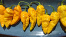 Bhut Jolokia-Yellow, (Capsicum chinense) (also known as Naga Jolokia, Naga Morich, or the Ghost Chili - Caribbeangardenseed