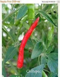 Chiltepec Hot pepper Seeds (Capsicum annuum) Extremely Hot - Caribbeangardenseed