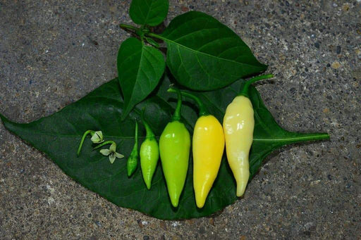 Pepper Seeds - Coyote zan white (Capsicum chinense) Very rare - from Brazil. - Caribbeangardenseed