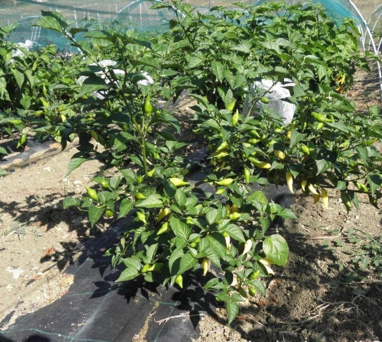 Pepper Seeds - Coyote zan white (Capsicum chinense) Very rare - from Brazil. - Caribbeangardenseed