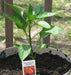 Pepper Seeds- Multi-Color- Capsicum annuum-Sweet Pepper - Caribbeangardenseed