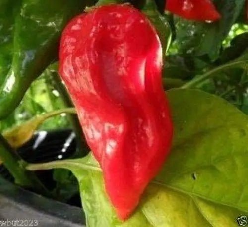 Fatalii Chili "RED" ( Capsicum chinense) 25 Seeds,Very Hot - 300,000 SHU. - Caribbeangardenseed