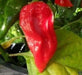 Fatalii Chili "RED" ( Capsicum chinense) 25 Seeds,Very Hot - 300,000 SHU. - Caribbeangardenseed