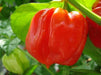 VANERO HOT Pepper Seeds, Capsicum chinense - Caribbeangardenseed