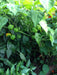 Trinidad Moruga scorpion, ORANGE Pepper Seeds (capsicum chinense) - Caribbeangardenseed