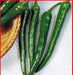 Ten-pu-la Sweet Pepper Seeds. Capsicum annuum, ASIAN VEGETABLES - Caribbeangardenseed