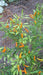 Thai Orange, hot Pepper Seeds ( Capsicum annuum ) - Caribbeangardenseed