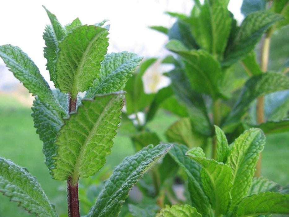 Peppermint Herb Seeds (Mentha Piperita) , asian Vegetable - Caribbeangardenseed