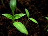 Jamaican Scotch Bonnet Pepper, Live Plant, ,Capsicum chinense, - Caribbeangardenseed