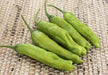 Live Plant- Shishito pepper, Asian Vegetable, Capsicum annuum - Caribbeangardenseed