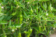 Live Plant- Shishito pepper, Asian Vegetable, Capsicum annuum - Caribbeangardenseed