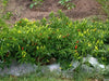 Live Plant- Super Chili Pepper Plant, - Caribbeangardenseed