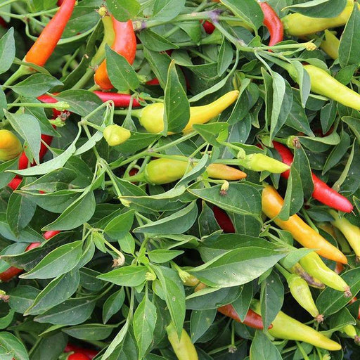 Live Plant- Super Chili Pepper Plant, - Caribbeangardenseed