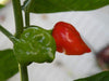 Habanero St kitts ,HOT Pepper Seeds, (Capsicum chinense) - Caribbeangardenseed