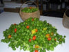 Habanero St kitts ,HOT Pepper Seeds, (Capsicum chinense) - Caribbeangardenseed