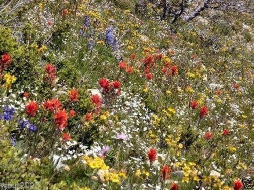 2 oz Dryland Wild Flower Seed Mix ,1 oz Seed, Covers approximately 125 square ft - Caribbeangardenseed