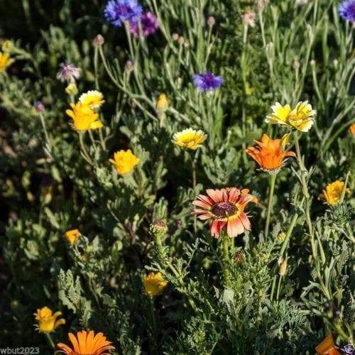 2 oz Dryland Wild Flower Seed Mix ,1 oz Seed, Covers approximately 125 square ft - Caribbeangardenseed
