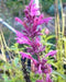 Mexican giant hyssop seeds (Agastache mexicana) Perennial herb - Caribbeangardenseed