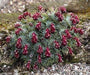 30 Sempervivum Seeds (Saxifraga Sempervivum ) Houseleek,mat-forming succulent - Caribbeangardenseed
