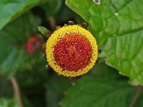 Acmella oleracea Seeds - Toothache Plant - Tropical Perennial- Native to Brazil - Caribbeangardenseed