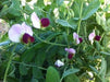 Austrian Winter Peas-Used As,Wildlife Food Plots,Cover Crops And Winter Grazing. - Caribbeangardenseed