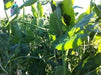 Austrian Winter Peas-Used As,Wildlife Food Plots,Cover Crops And Winter Grazing. - Caribbeangardenseed