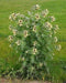 Black Henbane (300 Seeds) NIGHTSHADE Flower/Herb - Hyoscyamus Niger - Caribbeangardenseed