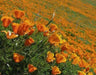 California Poppy Seeds (Eschscholzia California) state flower of California - Caribbeangardenseed