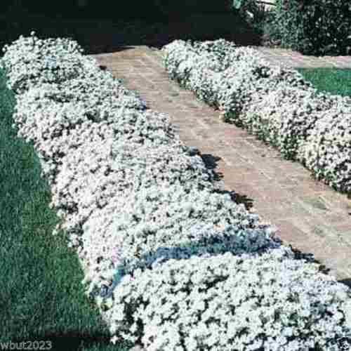 Candytuft 'Tahoe' ,Flowers seed,Hardy Perennial ,Ground Cover,Iberis Sempervirens - Caribbeangardenseed