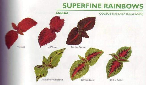 COLEUS SEEDS-SUPERFINE RAINBOW ,semi-dwarf ,Mix well ,Great for shaded area. - Caribbeangardenseed